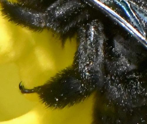 Xylocopa sp.